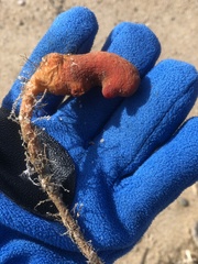 Pyuridae