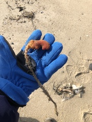 Pyuridae