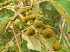 Croton magdalenensis