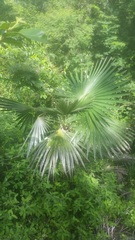 Coccothrinax boschiana