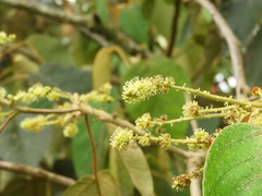 Croton magdalenensis