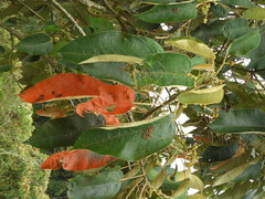 Croton magdalenensis