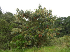 Croton magdalenensis