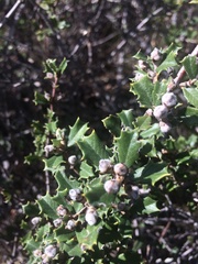 Ceanothus divergens