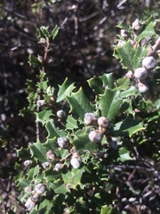 Ceanothus divergens