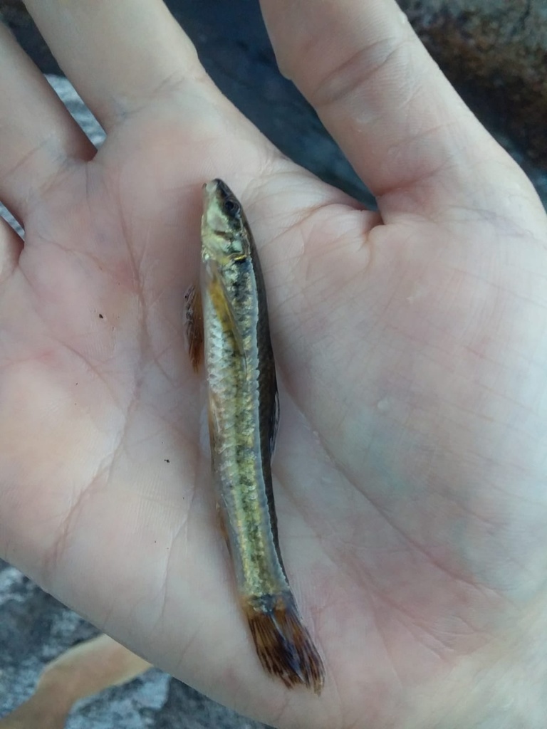 Darkfin Darter