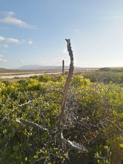 Peniocereus johnstonii