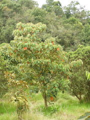 Croton magdalenensis