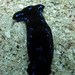 Blue-spotted Shield Slug - Photo (c) David Burton, some rights reserved (CC BY-NC-SA)