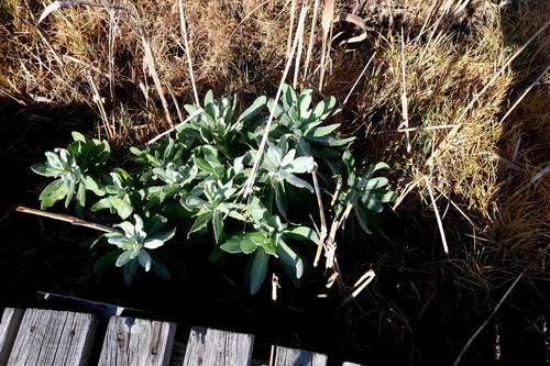 Image of Senecio lanceus by no rights reserved