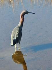 Egretta caerulea