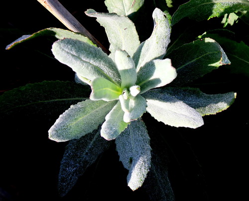 Image of Senecio lanceus by no rights reserved