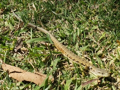 Elgaria multicarinata