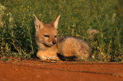Black-Backed Jackal photo 5