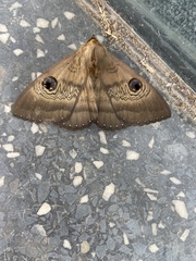 Dasypodia selenophora