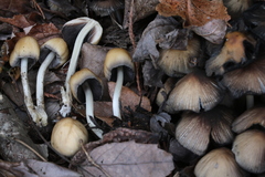 Coprinellus saccharinus