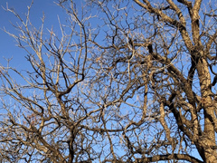 Magnoliopsida