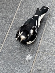 Grallina cyanoleuca