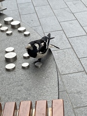 Grallina cyanoleuca