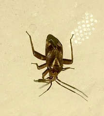 Taedia stigmosa