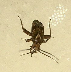 Taedia stigmosa