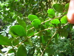 Azara microphylla