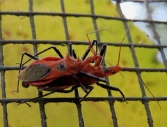 Gminatus wallengreni