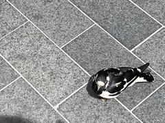 Grallina cyanoleuca
