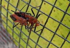 Gminatus wallengreni