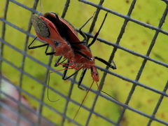 Gminatus wallengreni