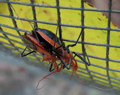 Gminatus wallengreni