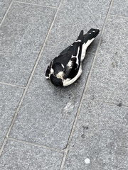 Grallina cyanoleuca