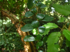 Azara microphylla