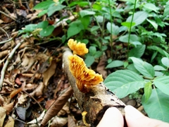 Gymnopilus