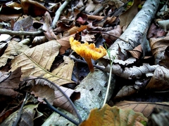 Gymnopilus