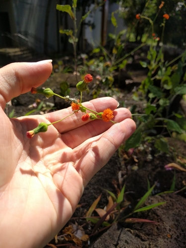 Image of Emilia coccinea by (c) Kevin Faccenda, some rights reserved (CC BY)