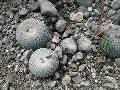 Epithelantha greggii