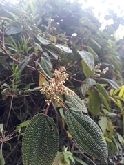 Miconia papillosa