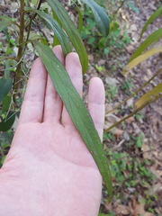 Ruellia simplex image