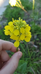 Rhamphospermum nigrum