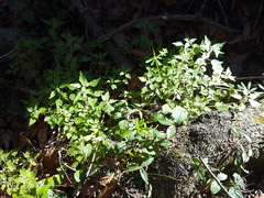 Parietaria floridana