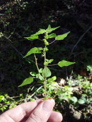 Parietaria floridana