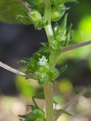 Parietaria floridana