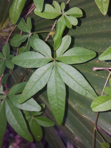 Ipomoea cairica image