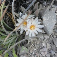 Ariocarpus retusus retusus