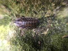 Oniscus asellus