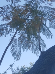 Jacaranda mimosifolia