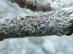 Physcia biziana