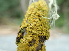 Xanthomendoza oregana