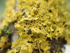 Xanthomendoza oregana